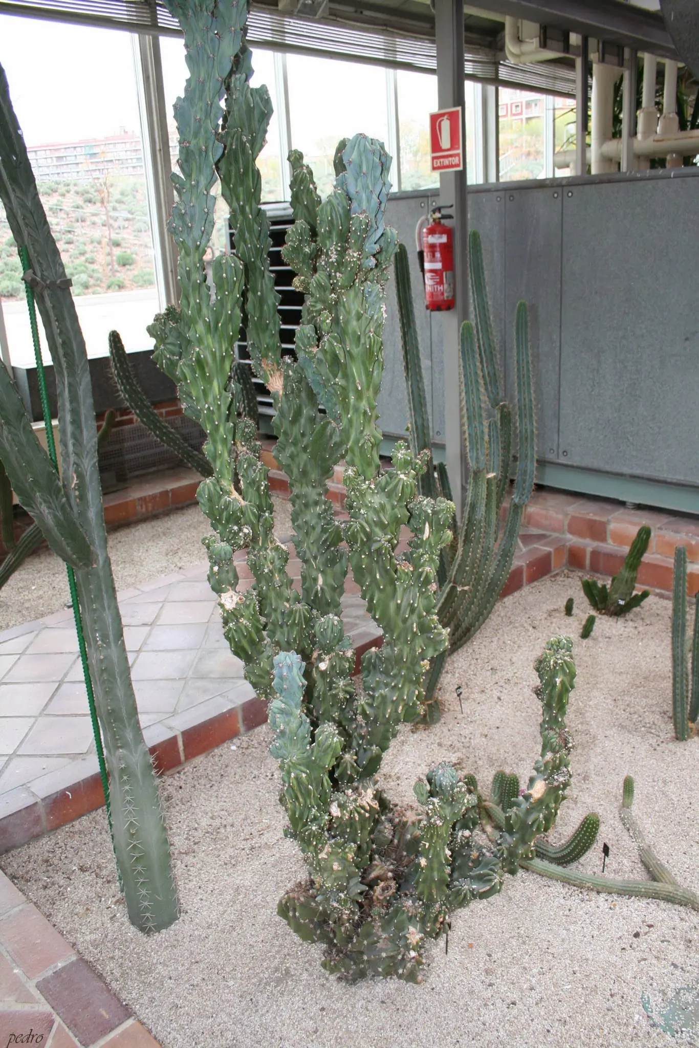 Peruvian-Apple Cactus, Pitaya (Cereus Peruvianus) — also known as Cereus peruvianus or Pitaya; is a striking columnar cactus that adds a bold vertical element