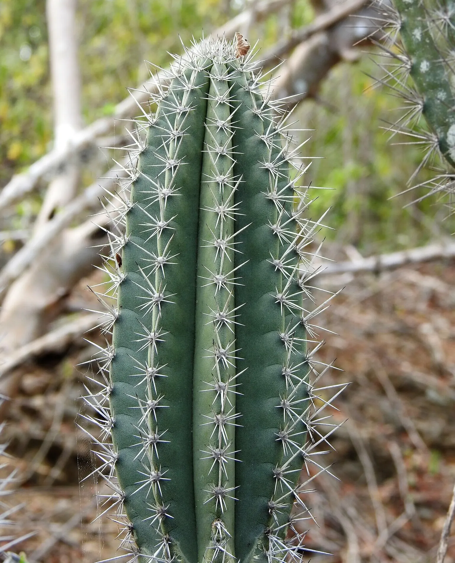 Peruvian-Apple Cactus, Pitaya (Cereus Peruvianus) — thornless fruit resembling an apple; cactus for full or half