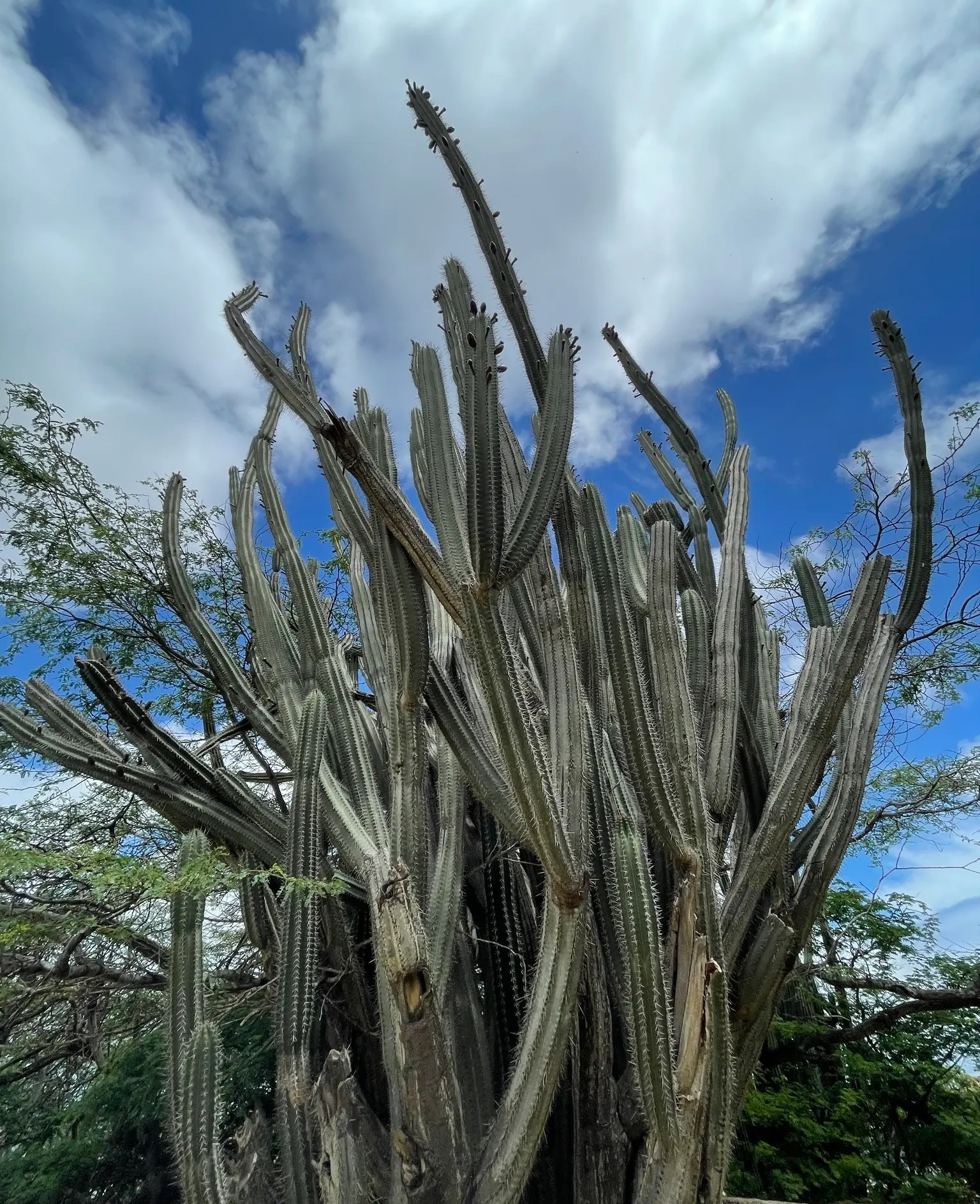 Peruvian-Apple Cactus, Pitaya (Cereus Peruvianus) — commonly called Peruvian-Apple Cactus; thornless fruit resembling an apple, image 51