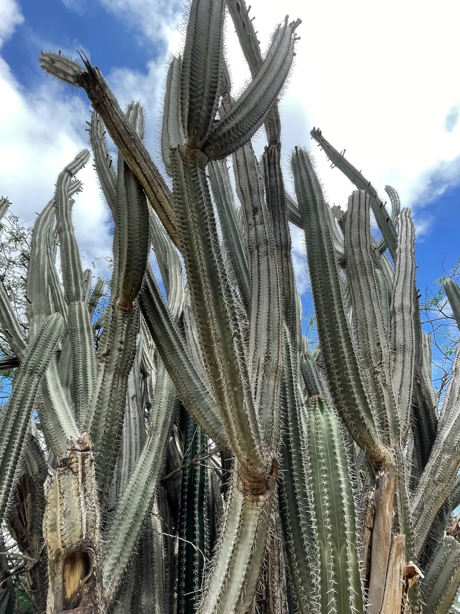 Peruvian-Apple Cactus, Pitaya (Cereus Peruvianus) — commonly called Peruvian-Apple Cactus