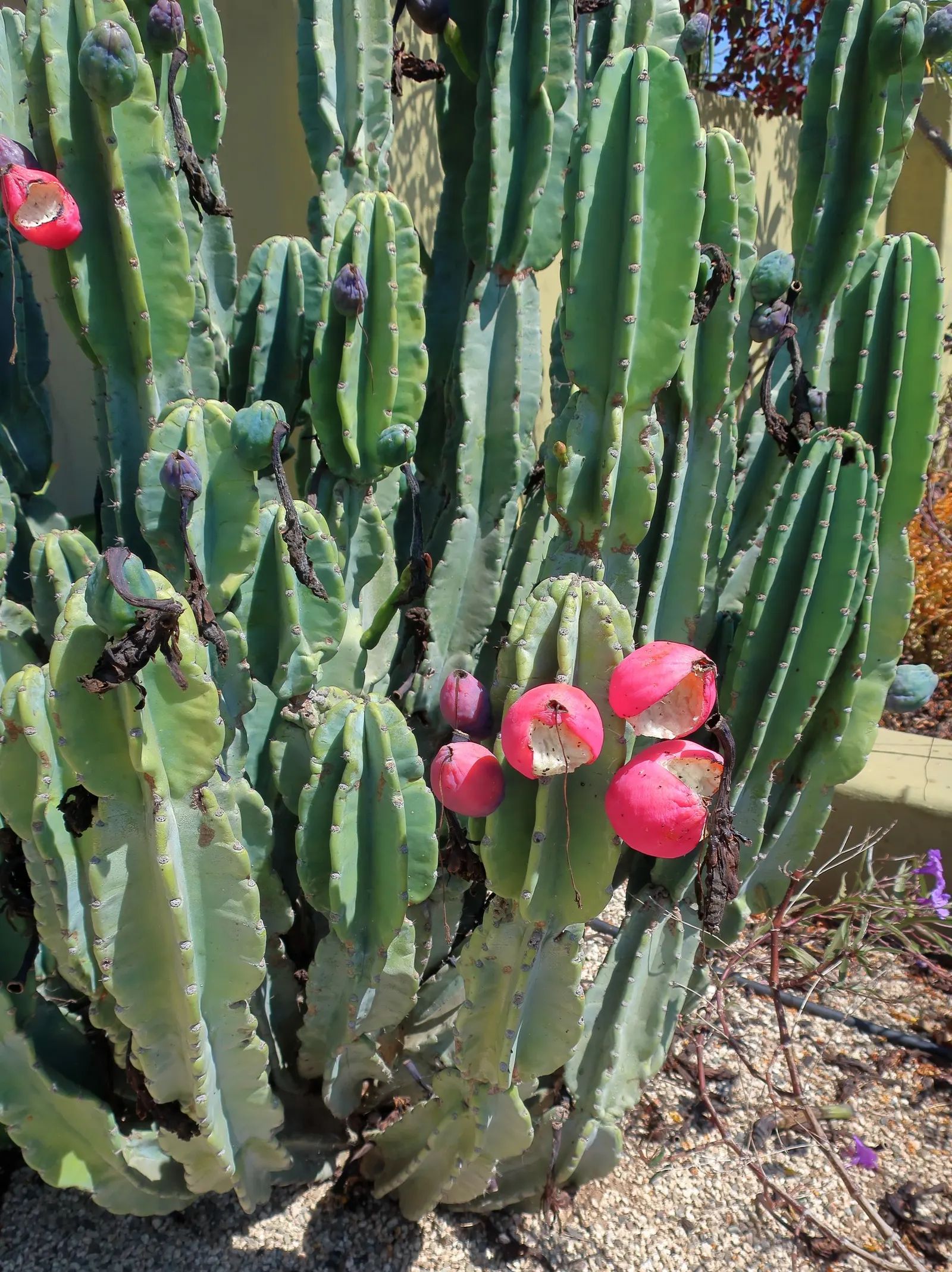 Peruvian-Apple Cactus, Pitaya (Cereus Peruvianus) — making it an excellent accent for xeriscapes