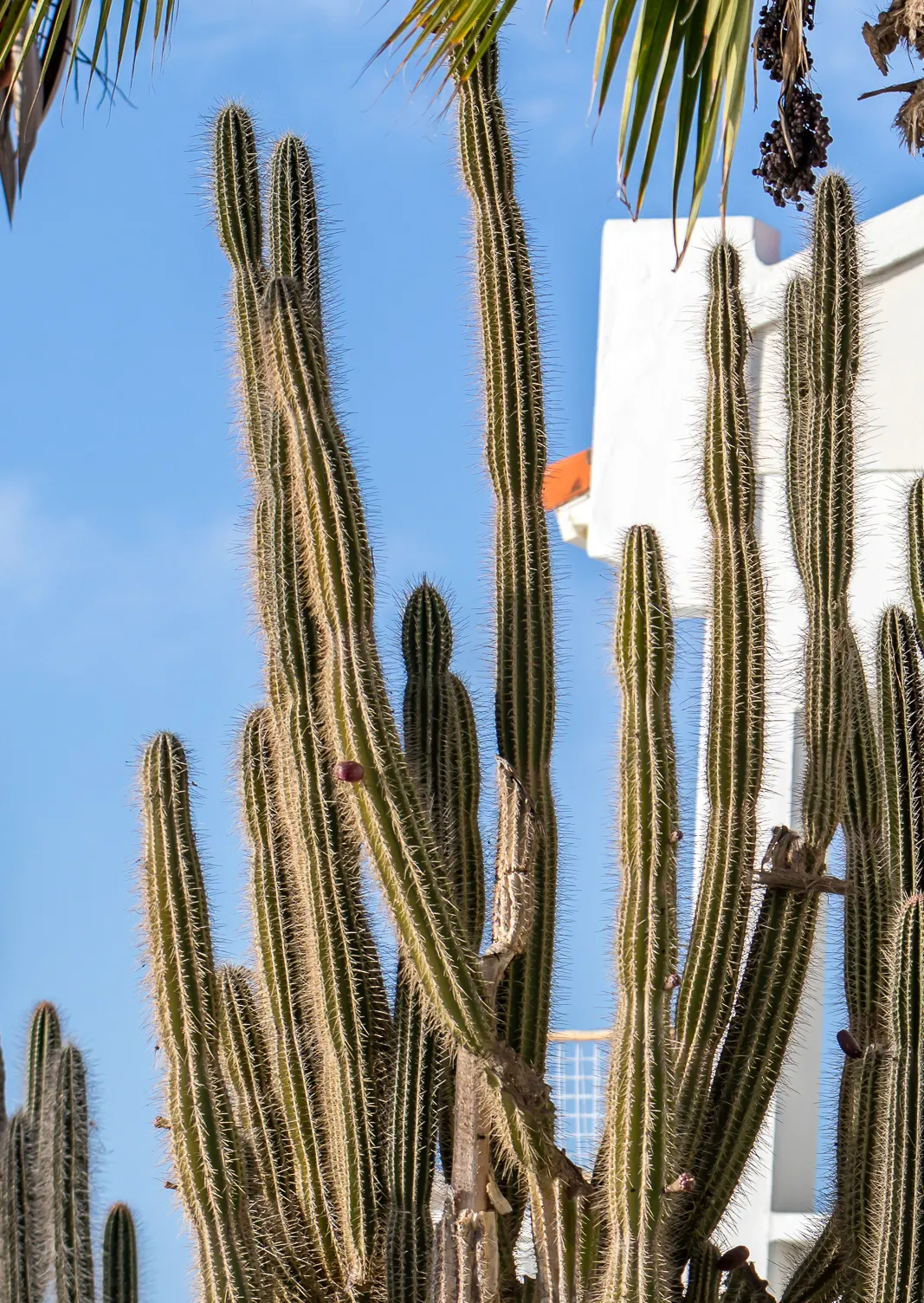 Peruvian-Apple Cactus, Pitaya (Cereus Peruvianus) — with a spread of 4 to 6 feet.<br><br>Hardy in USDA zones 9 to 11