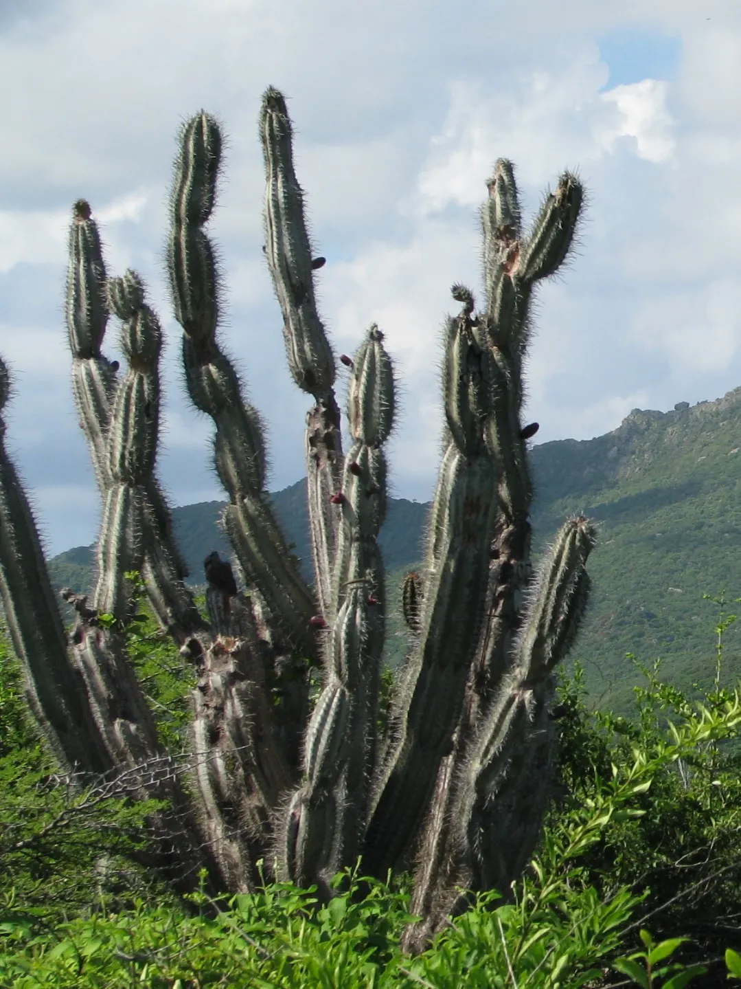 Peruvian-Apple Cactus, Pitaya (Cereus Peruvianus) — which are an off-white color and can span up to 6 inches in length; it should be watered sparingly