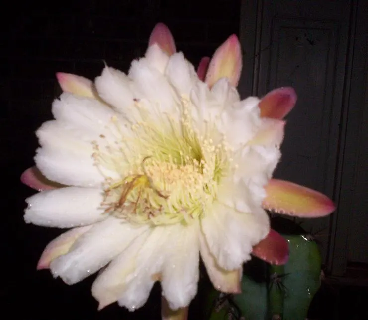 Peruvian-Apple Cactus, Pitaya (Cereus Peruvianus) — Its stout stems with deep ribs are capped with nocturnal