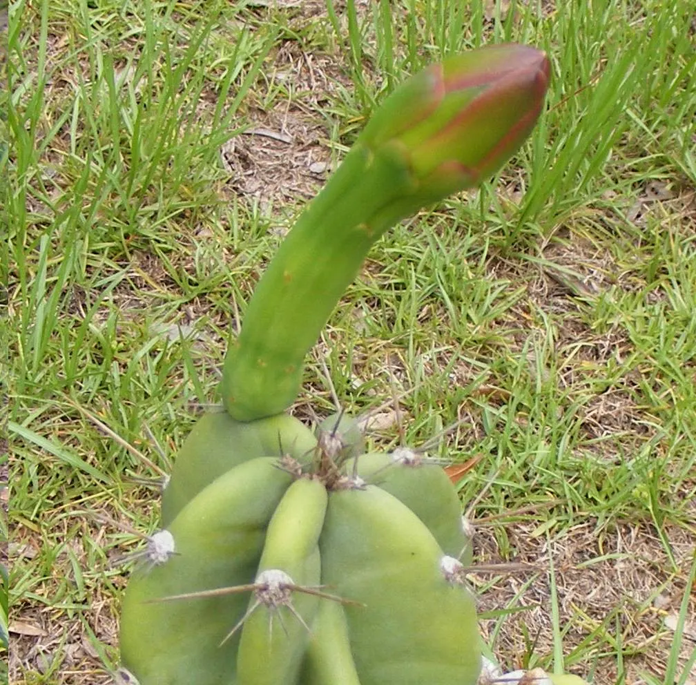 Peruvian-Apple Cactus, Pitaya (Cereus Peruvianus) — Cold-sensitive, it thrives in USDA zones 9b-11; spiny surface which requires consideration for, image 57