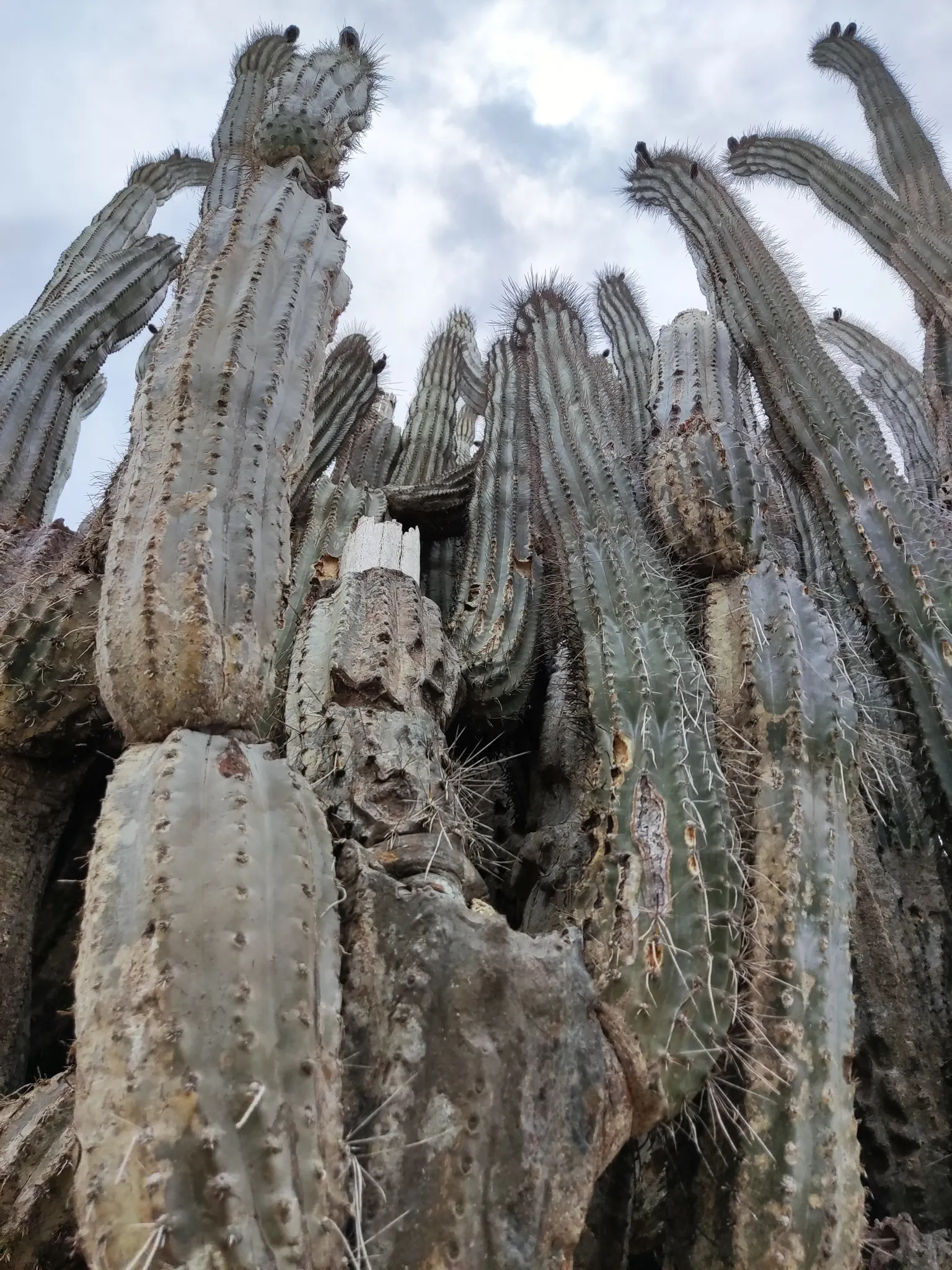 Peruvian-Apple Cactus, Pitaya (Cereus Peruvianus) — particularly in areas frequented by children and pets; commonly called Peruvian-Apple Cactus