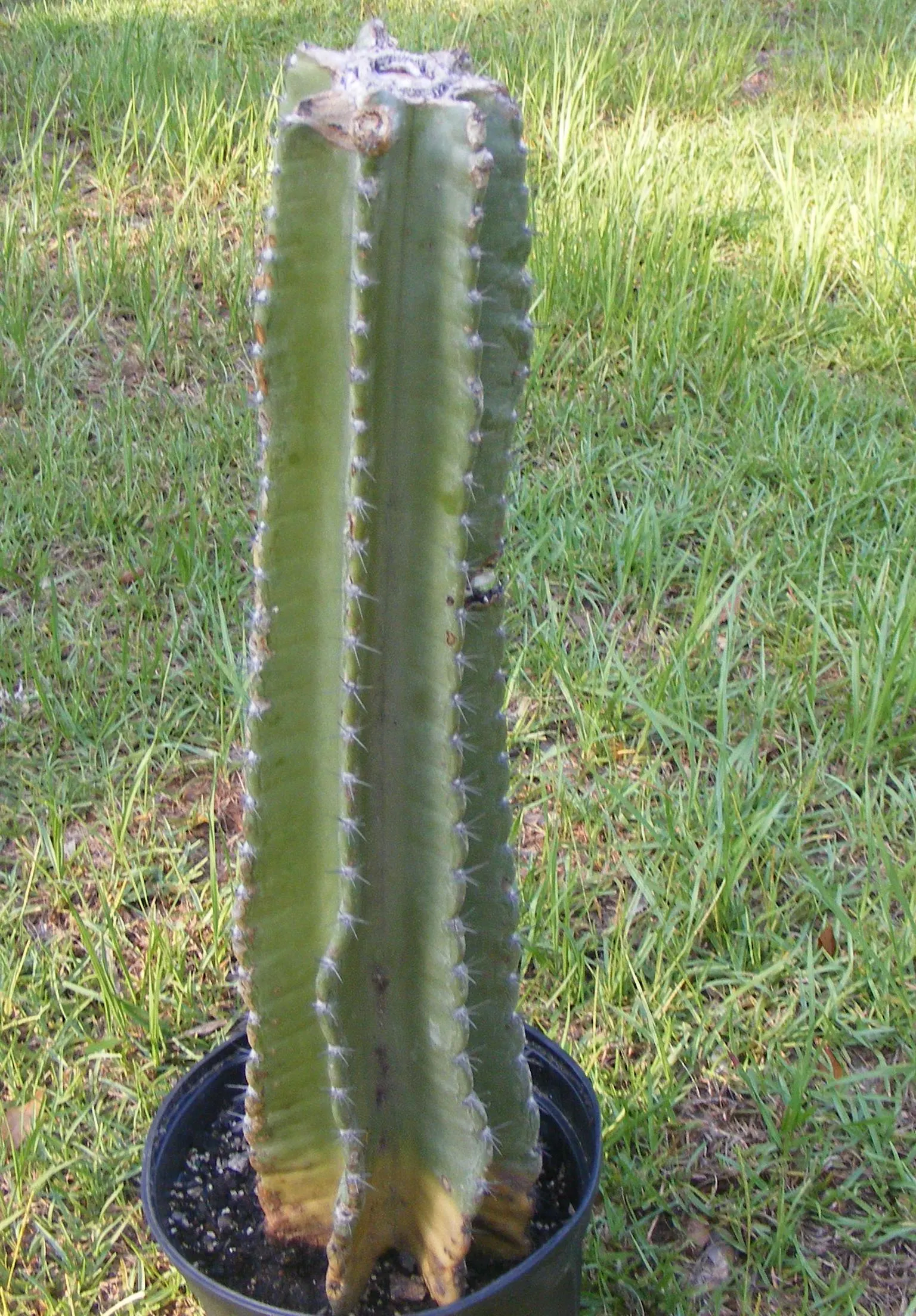 Peruvian-Apple Cactus, Pitaya (Cereus Peruvianus) — spiny surface which requires consideration for placement