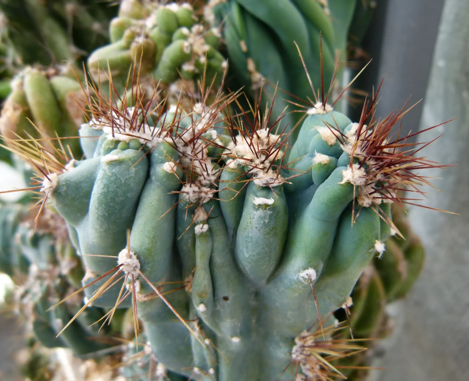 Peruvian-Apple Cactus, Pitaya (Cereus Peruvianus) — this cactus can reach impressive heights of up to 10 to 15 feet if given ample time to grow, image 61