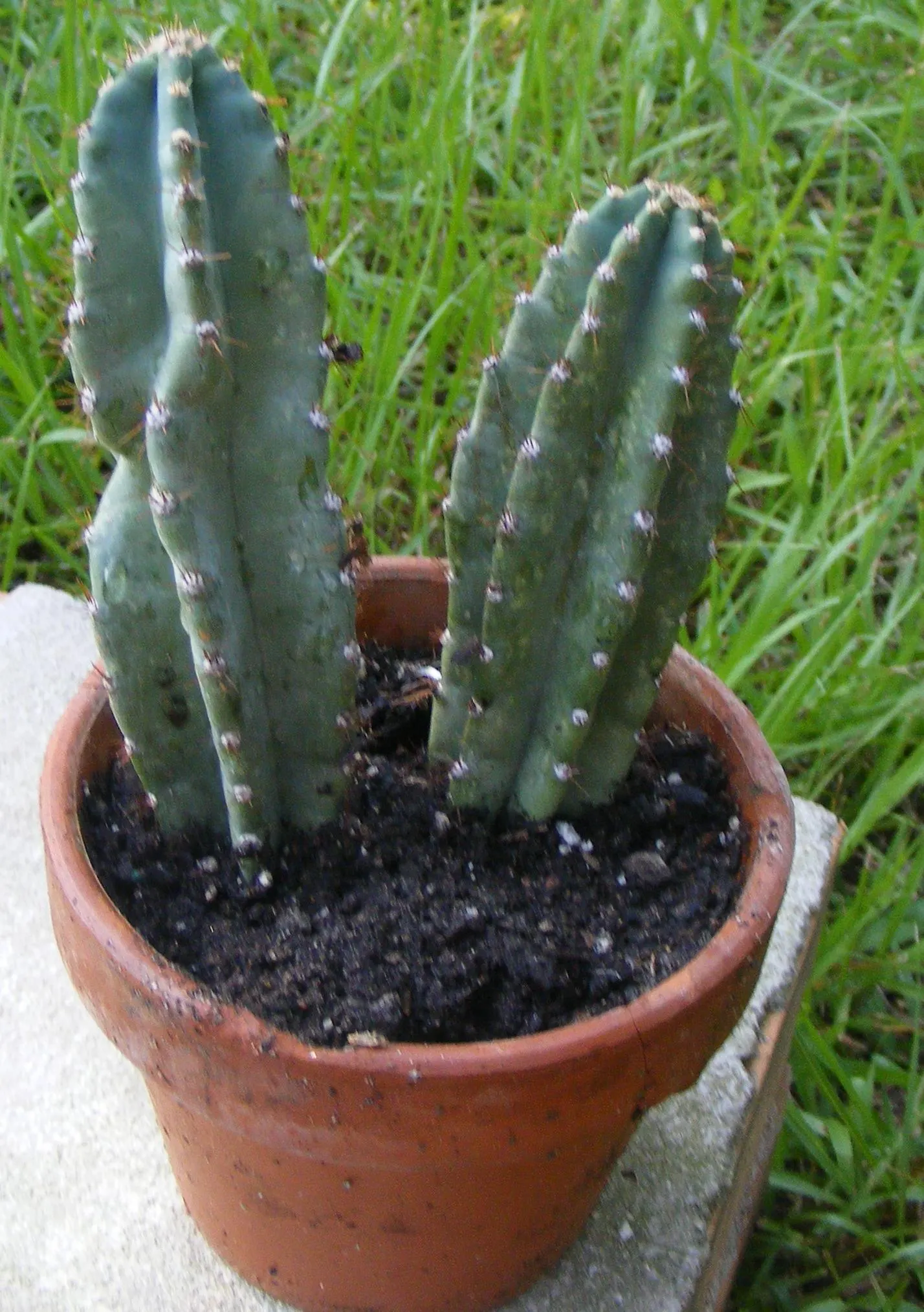Peruvian-Apple Cactus, Pitaya (Cereus Peruvianus) — which are an off-white color and can span up to 6 inches in length