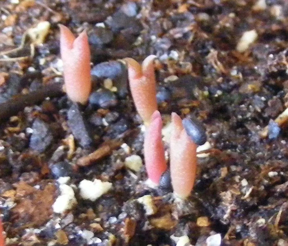 Peruvian-Apple Cactus, Pitaya (Cereus Peruvianus) — also known as Cereus peruvianus or Pitaya