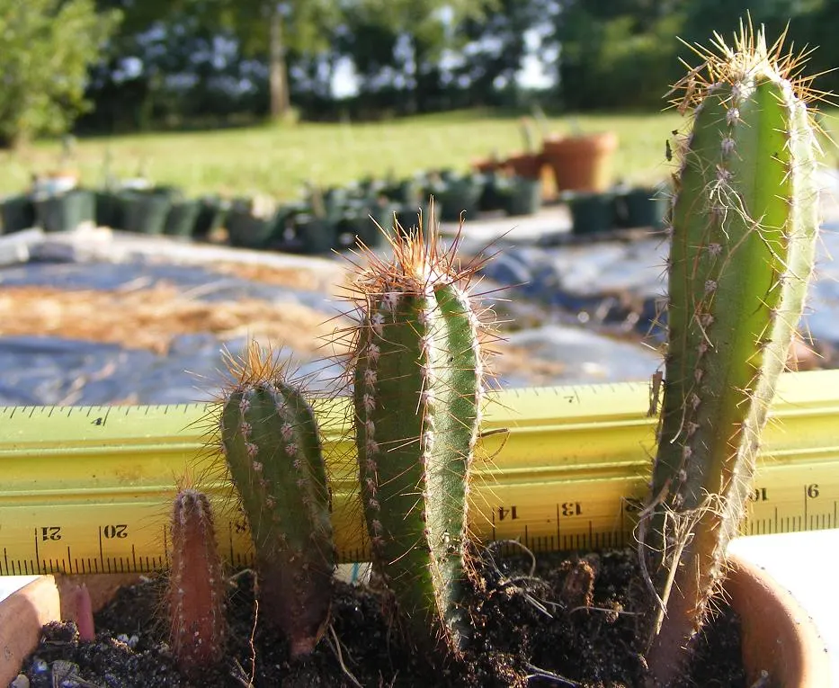 Peruvian-Apple Cactus, Pitaya (Cereus Peruvianus) — this cactus can reach impressive heights of up to 10 to 15 feet if given ample time to grow