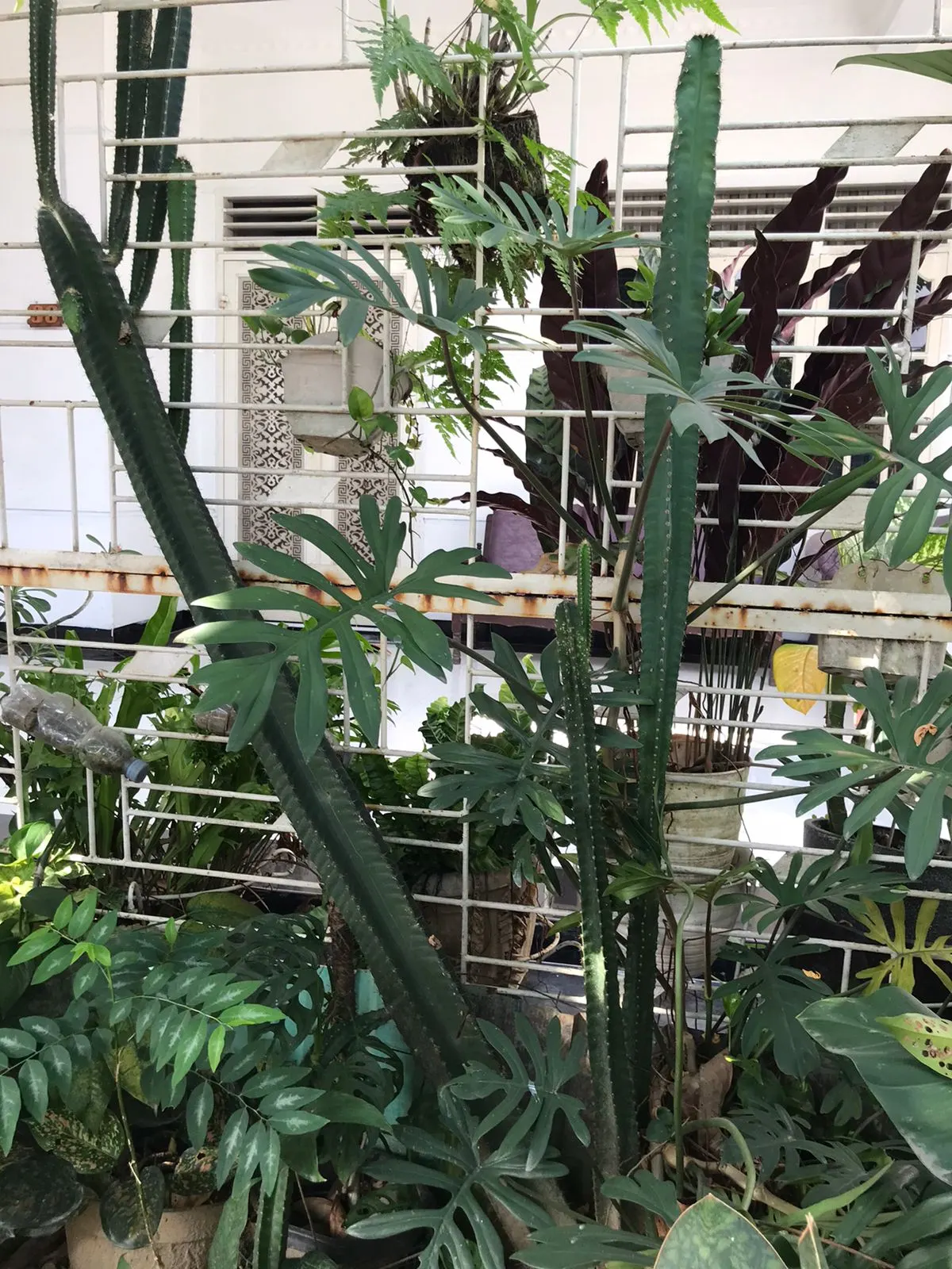 Peruvian-Apple Cactus, Pitaya (Cereus Peruvianus) — columnar cactus that can reach heights up to 33 feet; this cactus can reach impressive heights, image 52
