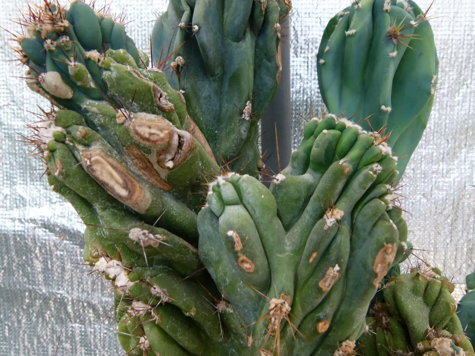 Peruvian-Apple Cactus, Pitaya (Cereus Peruvianus) — is a striking columnar cactus that adds a bold vertical element to any landscape design; which are an