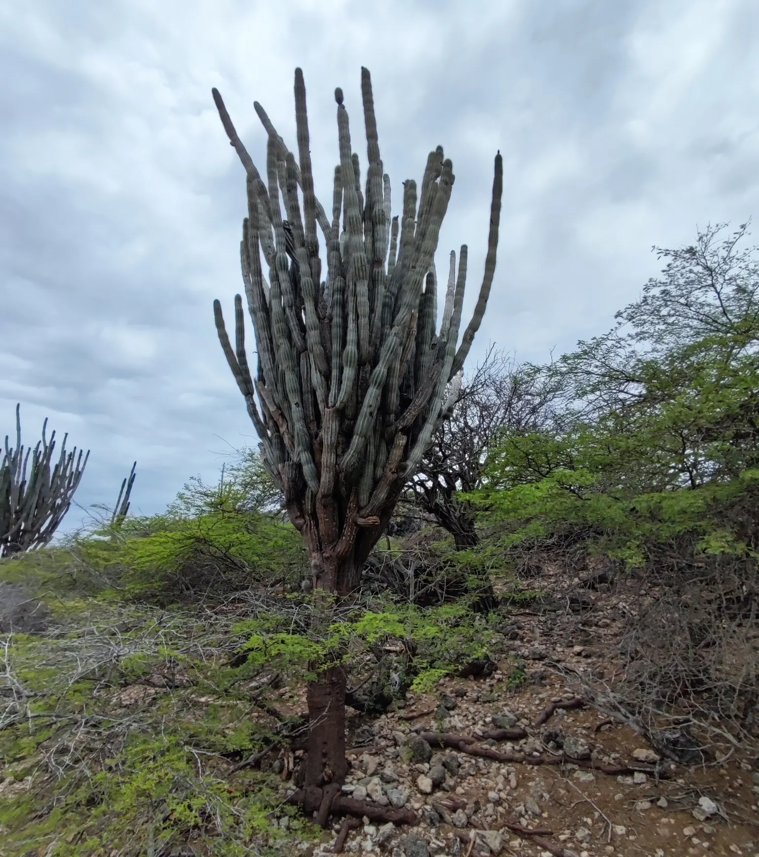 Peruvian-Apple Cactus, Pitaya (Cereus Peruvianus) — making it an excellent accent for xeriscapes; well-draining soil is vital to prevent root rot, a common