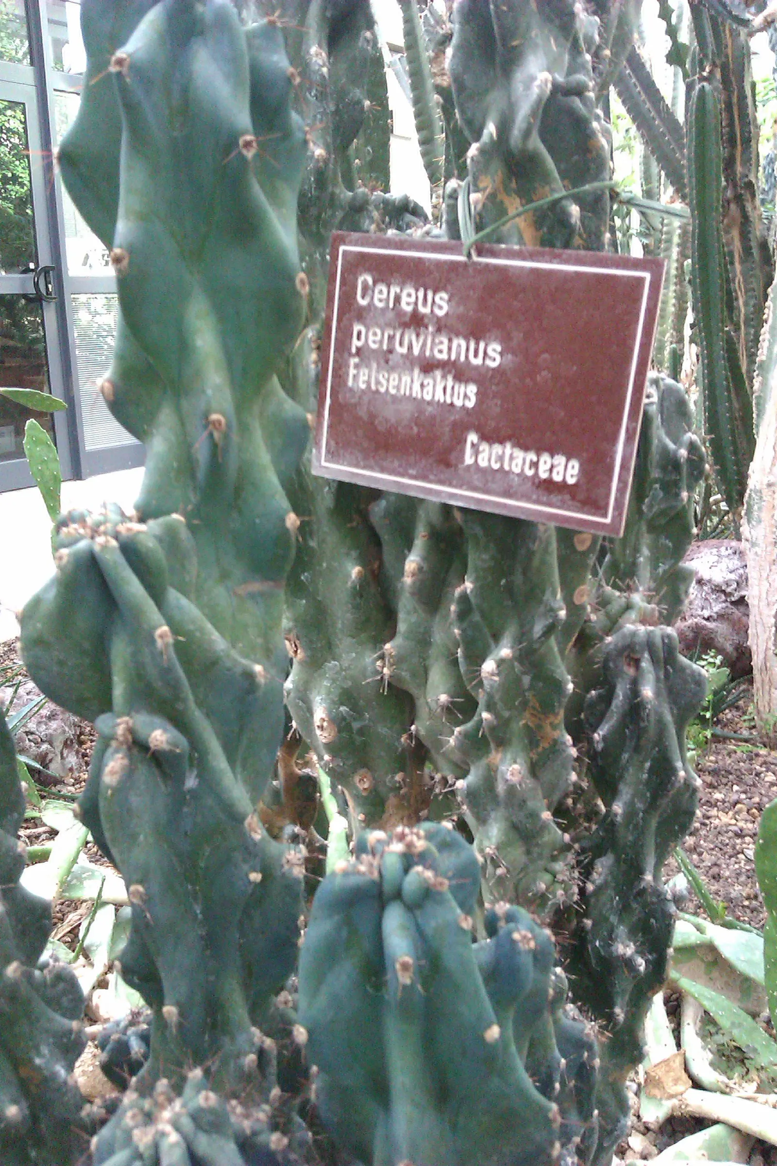 Peruvian-Apple Cactus, Pitaya (Cereus Peruvianus) — the Peruvian Apple Cactus prefers full sun exposure to promote strong and healthy growth, image 38