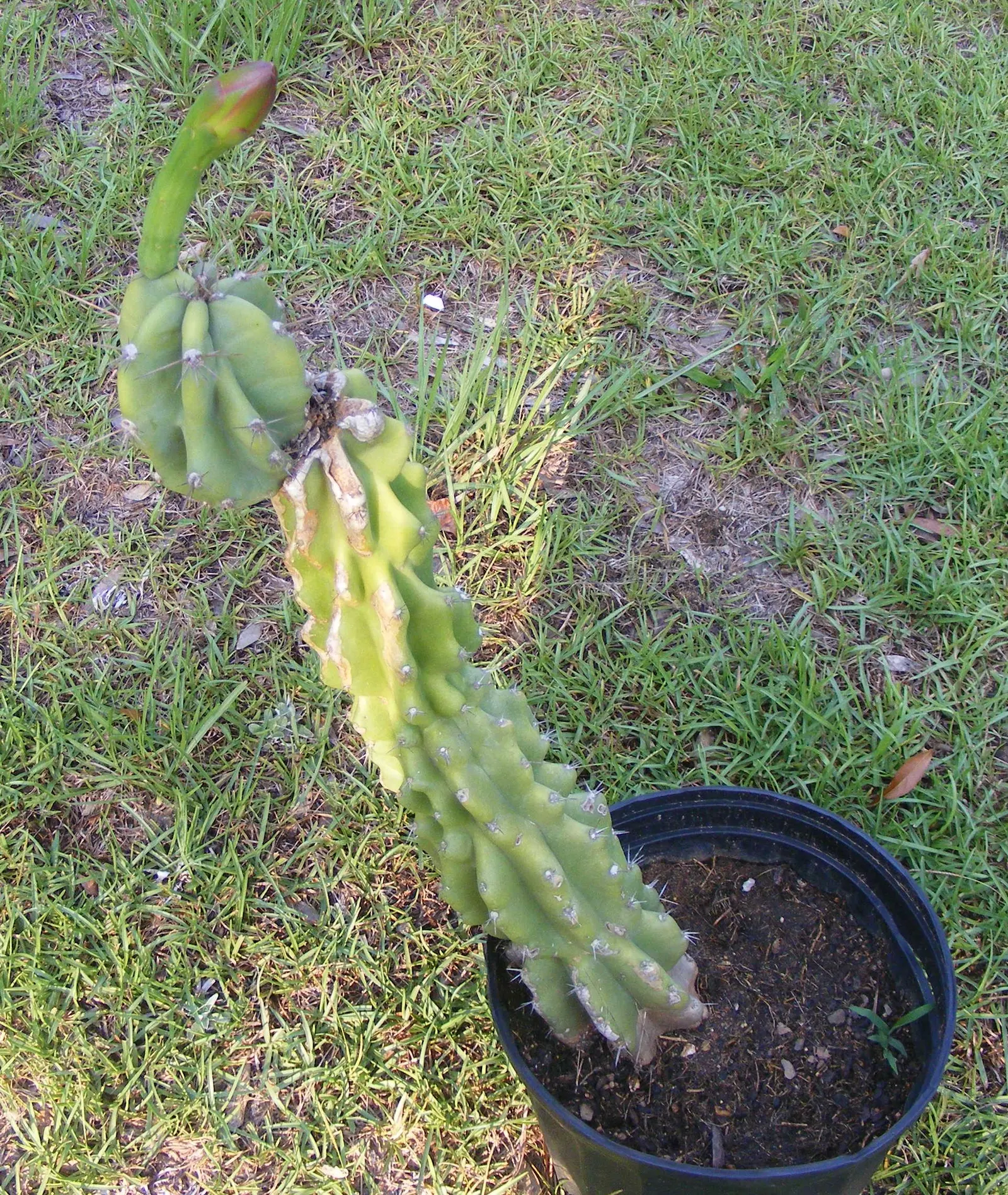 Peruvian-Apple Cactus, Pitaya (Cereus Peruvianus) — columnar cactus that can reach heights up to 33 feet; this cactus can reach impressive heights of up to 10