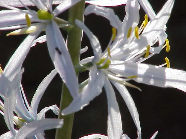 Cusick Camass (Camassia Cusickii) — Thriving in USDA Hardiness Zones 3‚Äì8, it flourishes in full to partial sun and moist, well-drained soils; whether planted