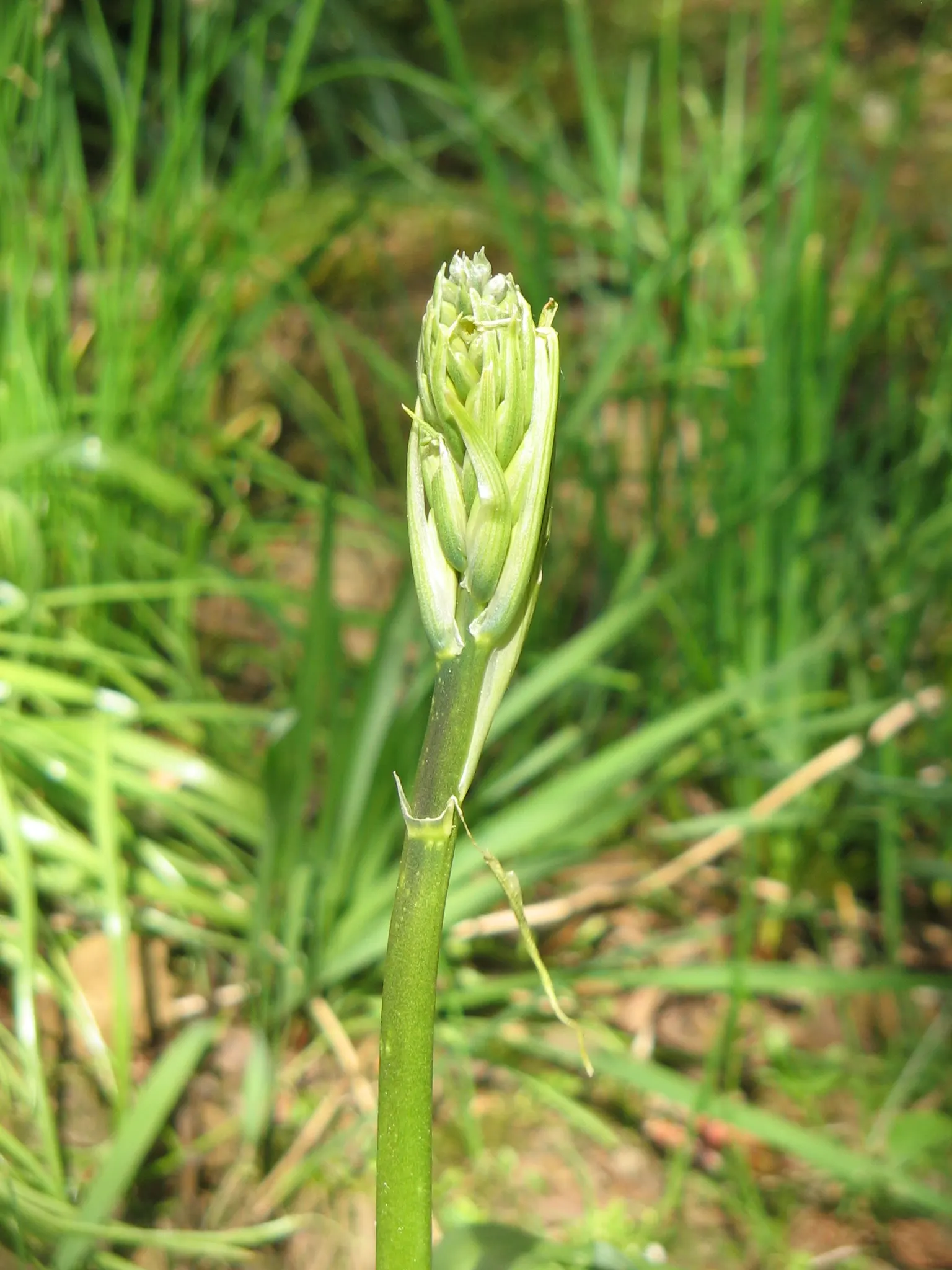 Cusick Camass (Camassia Cusickii) — Whether planted in clusters or as individual specimens