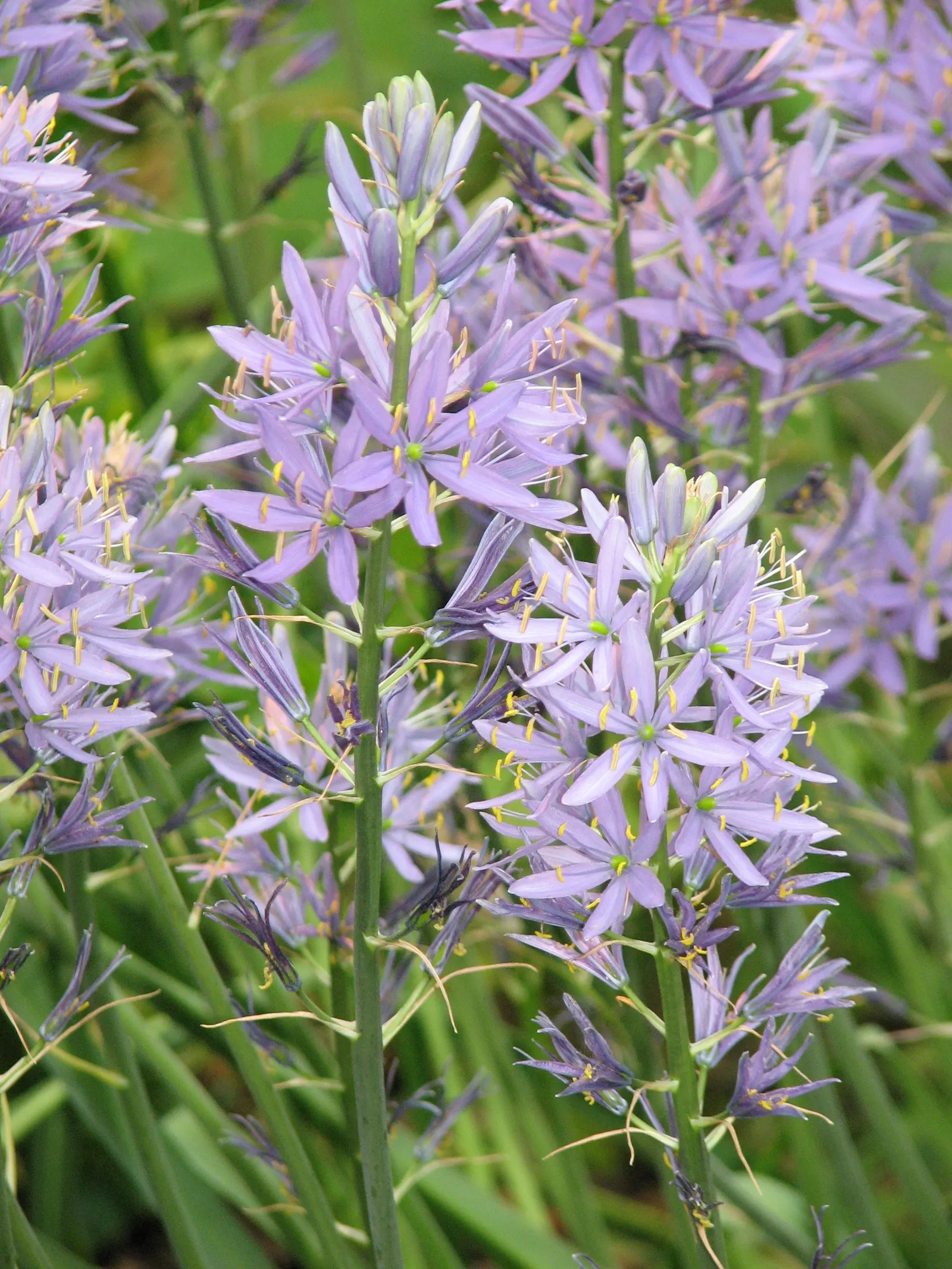 Cusick Camass (Camassia Cusickii) — boasting impressive spikes of star-shaped blue flowers