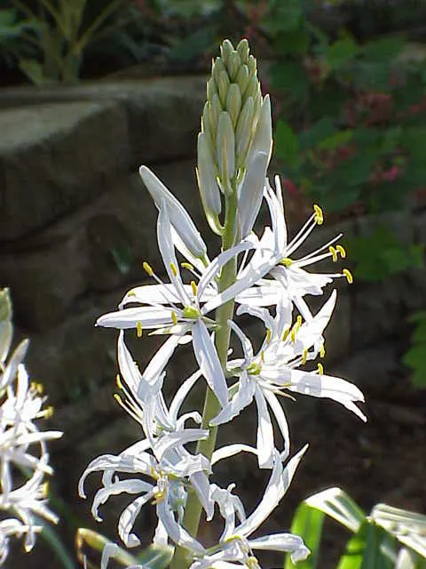 Cusick Camass (Camassia Cusickii) — boasting impressive spikes of star-shaped blue flowers; and is particularly well-suited for naturalistic garden