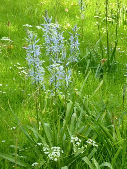 Cusick Camass (Camassia Cusickii) — and is particularly well-suited for naturalistic garden designs.<br><br>Known for its stout and sturdy stems