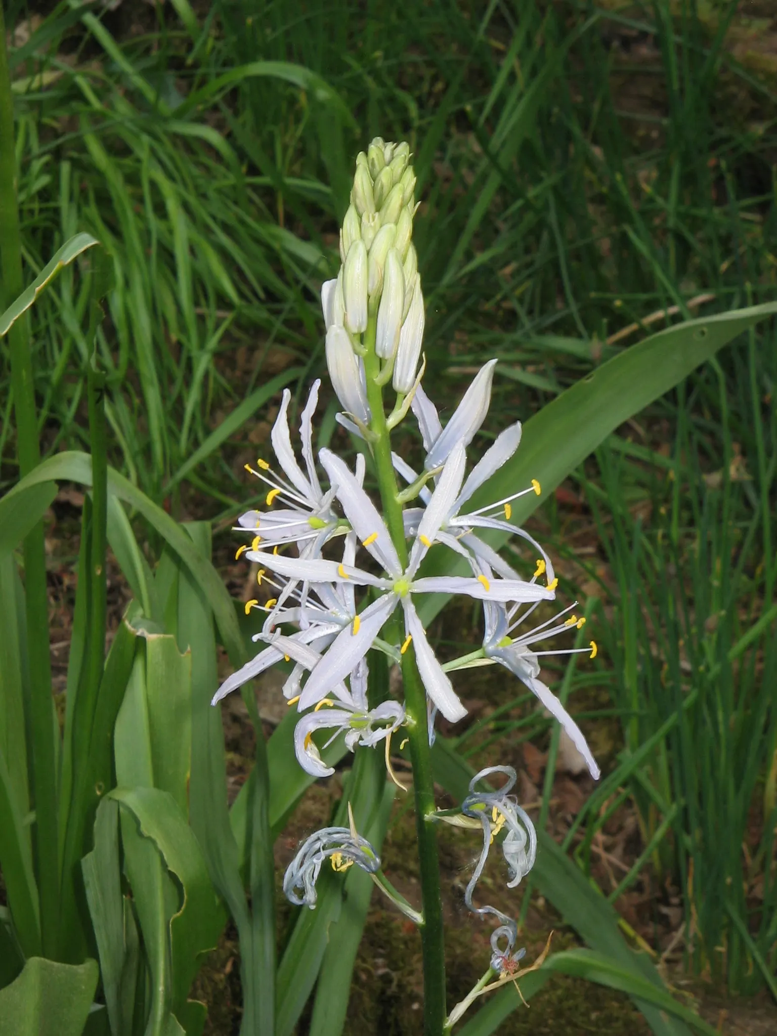 Cusick Camass (Camassia Cusickii) — blooming in late spring to early summer