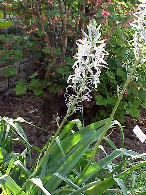 Cusick Camass (Camassia Cusickii) — This eye-catching wildflower thrives in USDA Hardiness Zones 3 to 8