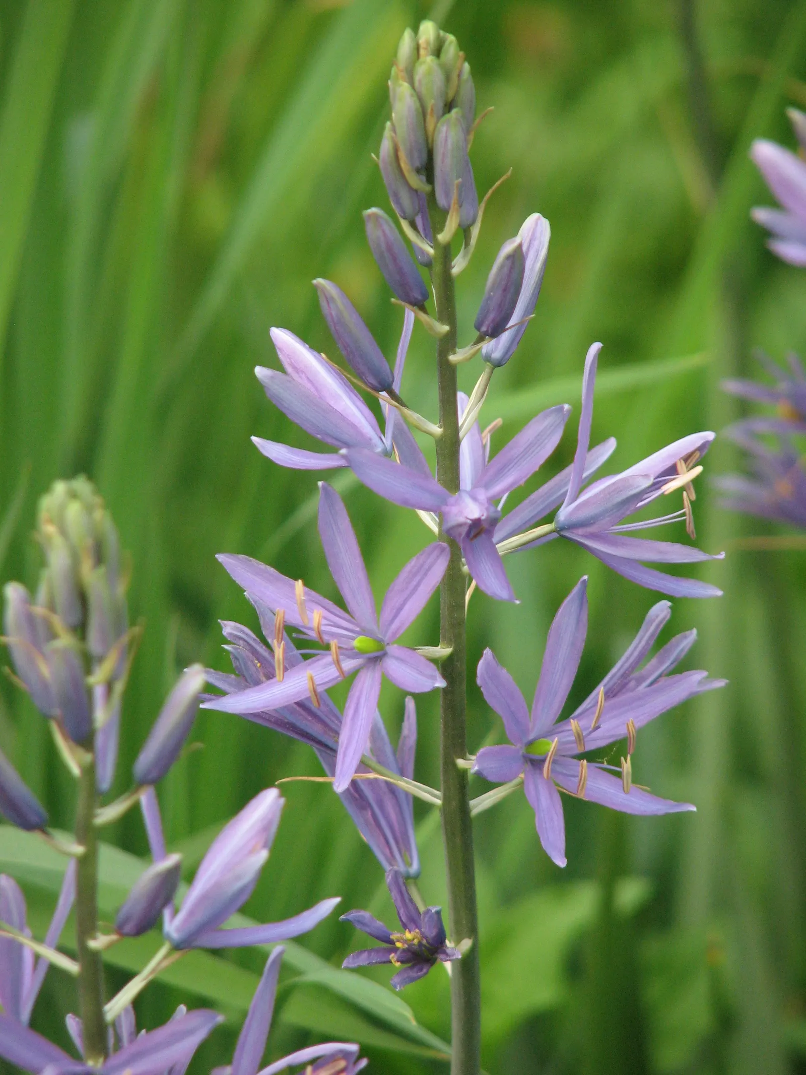 Cusick Camass (Camassia Cusickii) — Camassia cusickii can reach a height of 24 to 30 inches