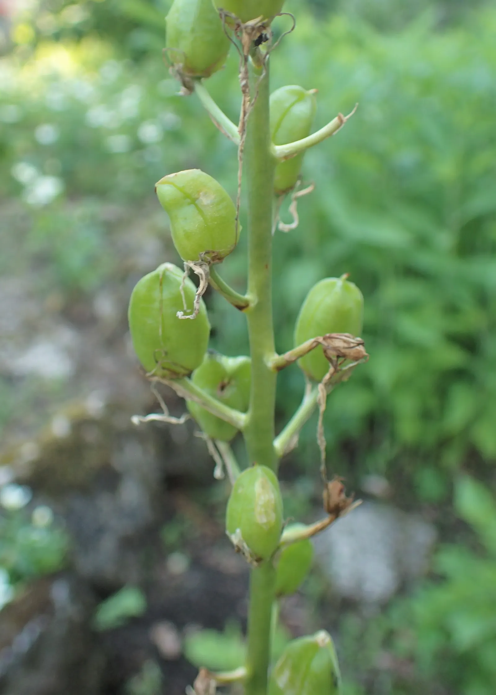Cusick Camass (Camassia Cusickii) — bulb for full