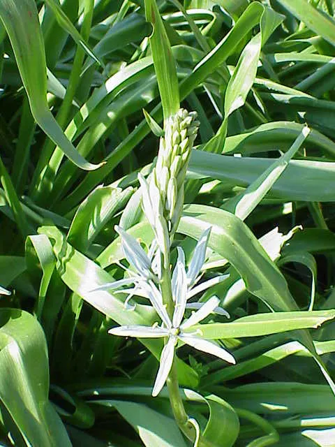 Cusick Camass (Camassia Cusickii) — Its bulbs can be toxic if ingested, so caution in pet-friendly spaces is advised