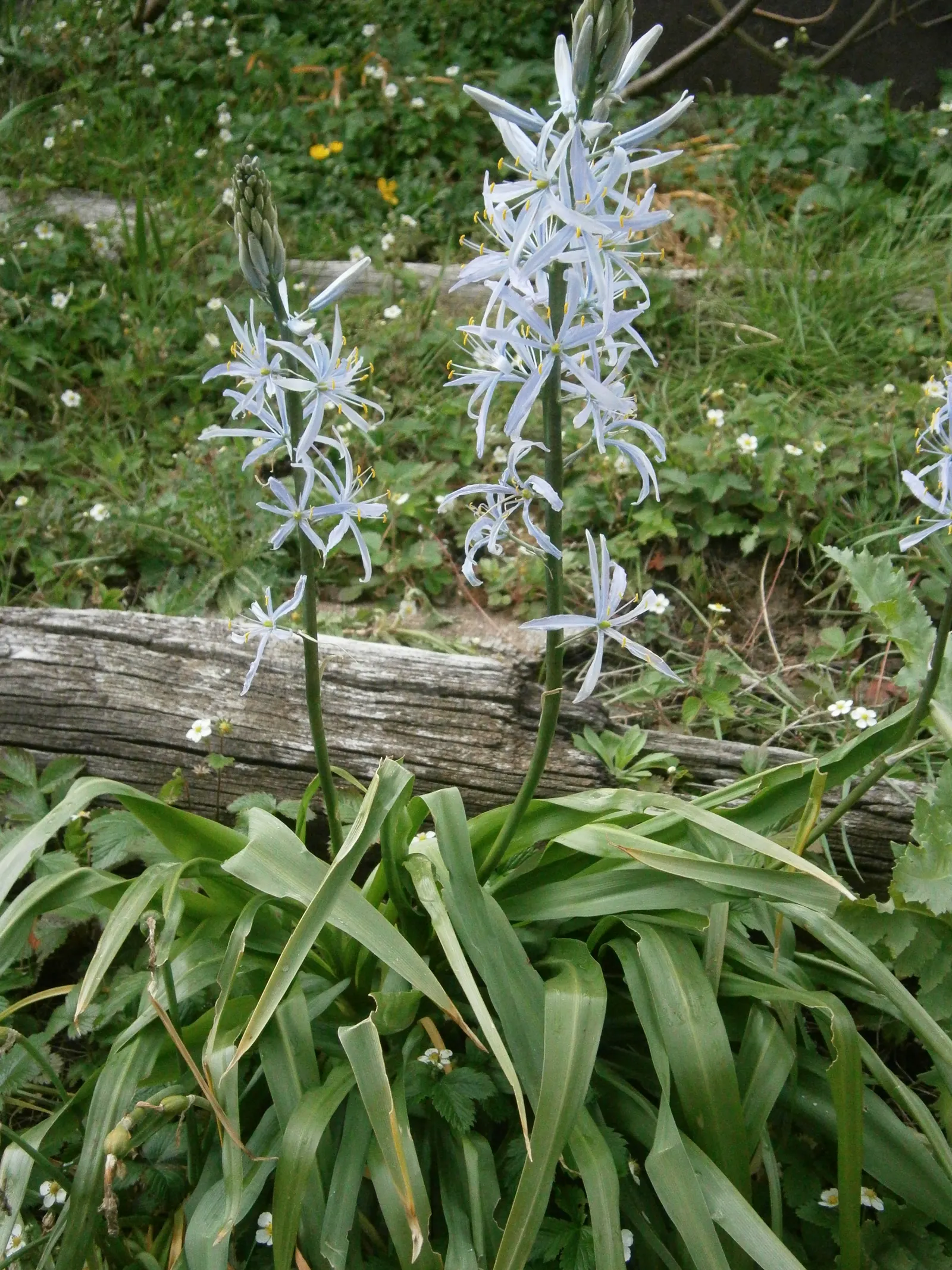 Cusick Camass (Camassia Cusickii) — In late spring to early summer, the Cusick Camass boasts lofty racemes adorned with star-shaped flowers