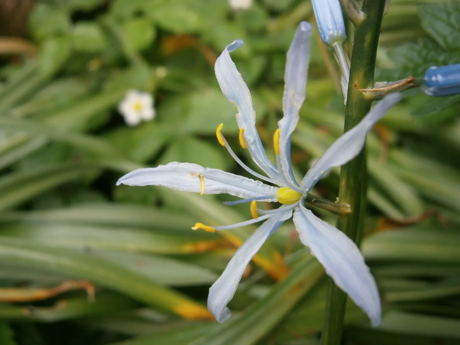 Cusick Camass (Camassia Cusickii) — measuring up to 24 inches long and 1 to 2 inches wide