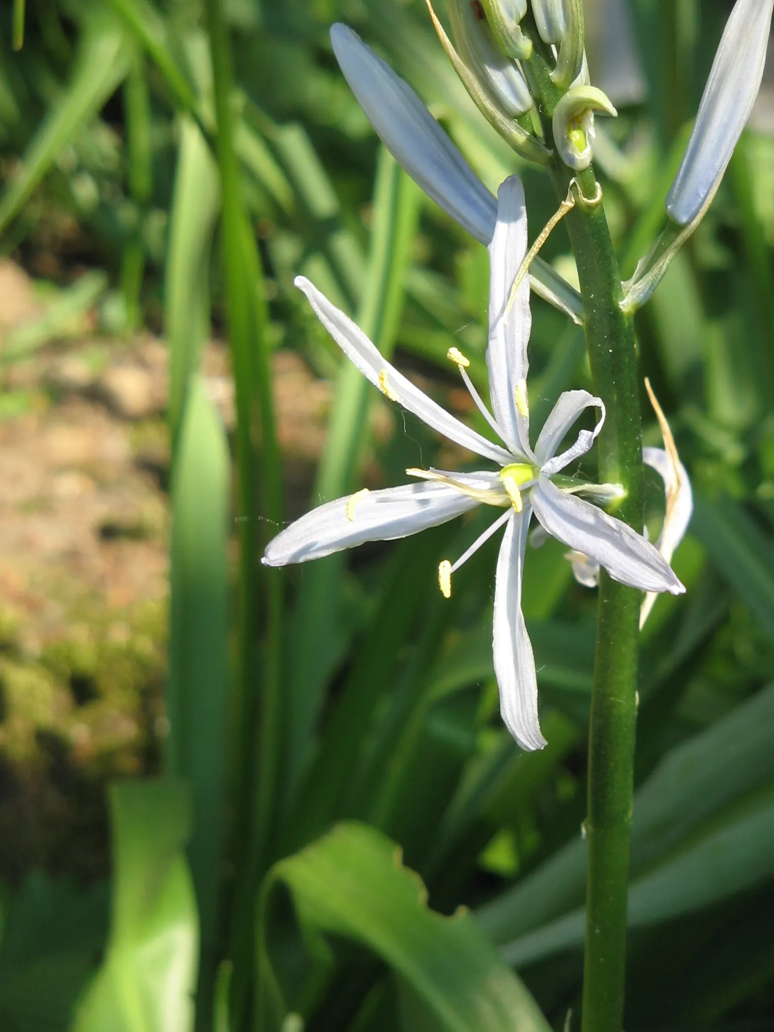 Cusick Camass (Camassia Cusickii) — It is tolerant of wet conditions in the winter and spring