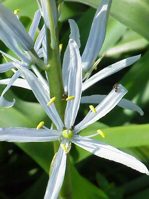 Cusick Camass (Camassia Cusickii) — scientifically known as Camassia cusickii