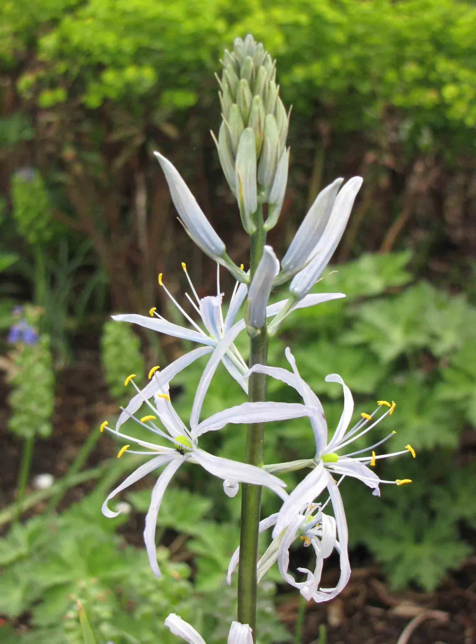Cusick Camass (Camassia Cusickii) — blue flowers in the garden