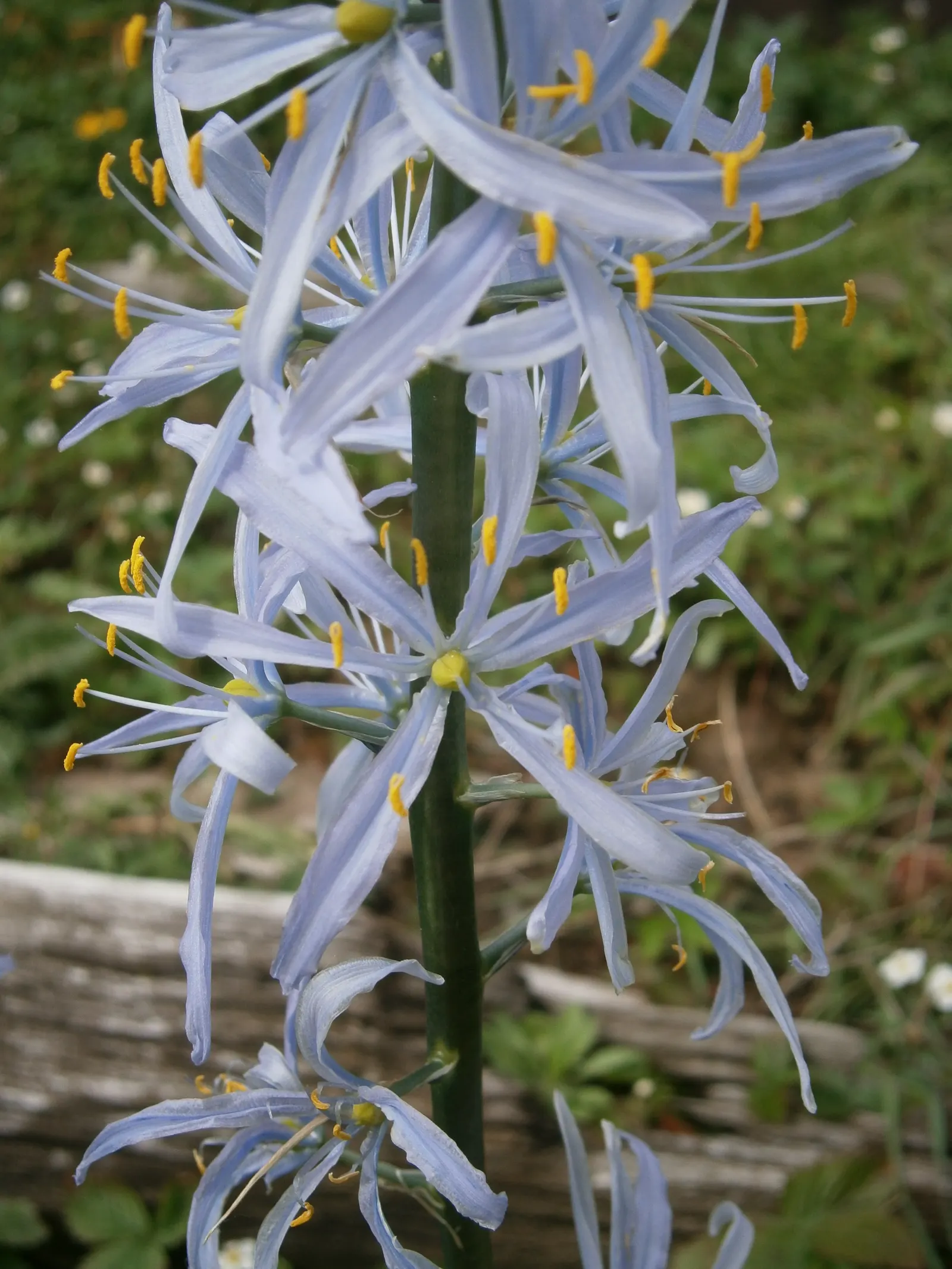 Cusick Camass (Camassia Cusickii) — Its foliage creates an elegant backdrop for its impressive flower spikes