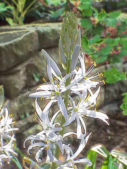 Cusick Camass (Camassia Cusickii) — Thriving in USDA Hardiness Zones 3‚Äì8, it flourishes in full to partial sun and moist, well-drained soils