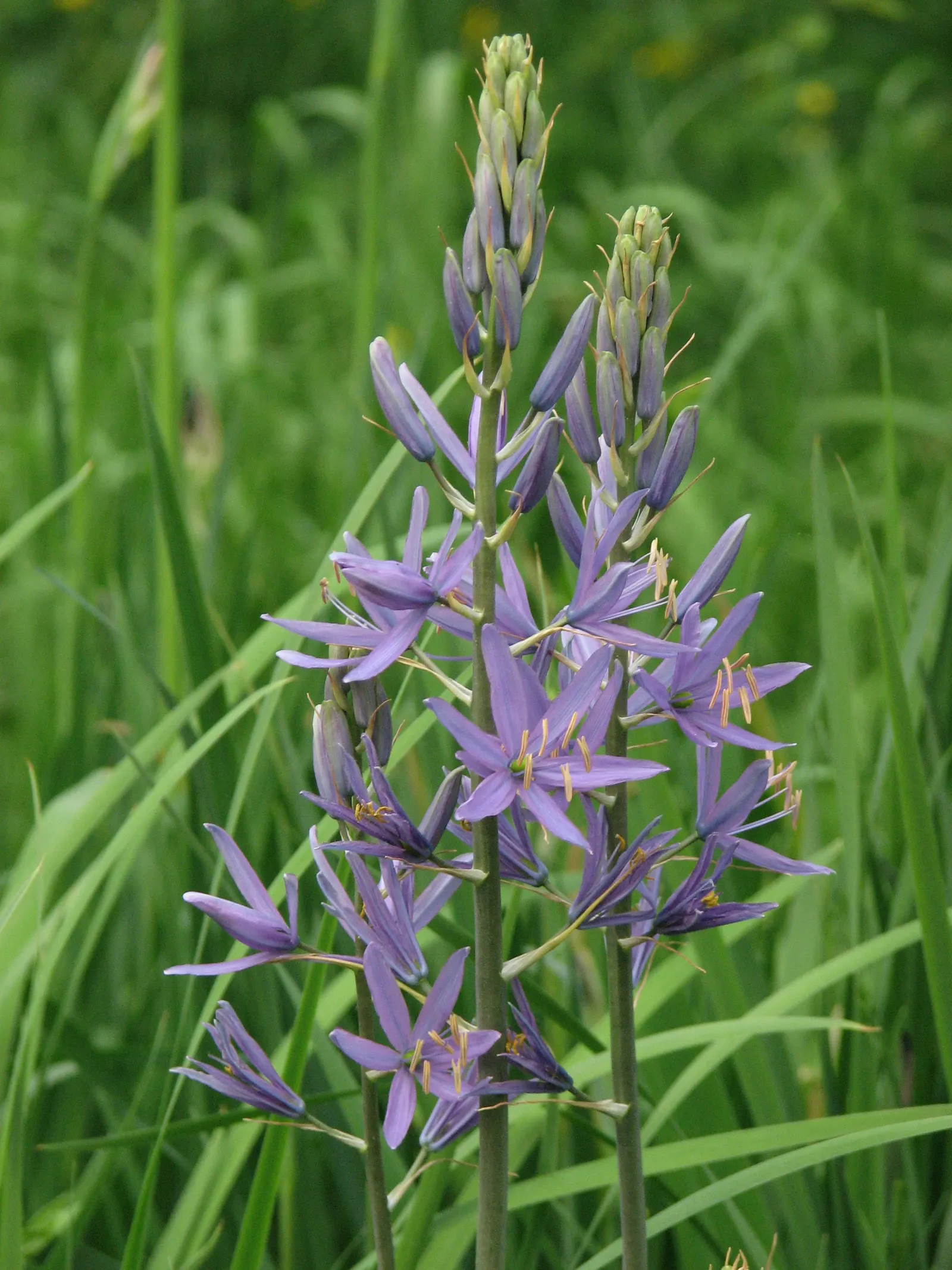 Cusick Camass (Camassia Cusickii) — is a perennial bulb native to the Pacific Northwest of the United States