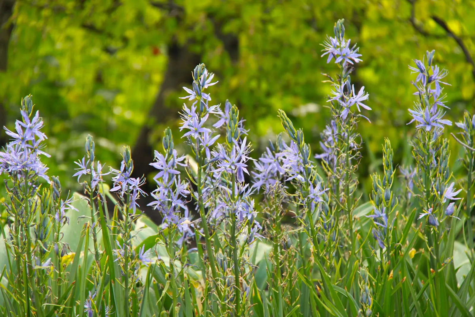Cusick Camass (Camassia Cusickii) — this lovely North American native adds vertical interest to gardens