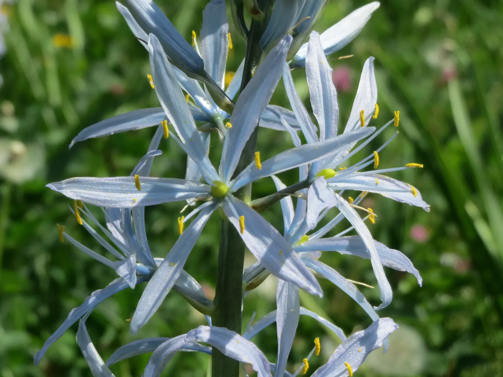Cusick Camass (Camassia Cusickii) — the Cusick Camass is low-maintenance