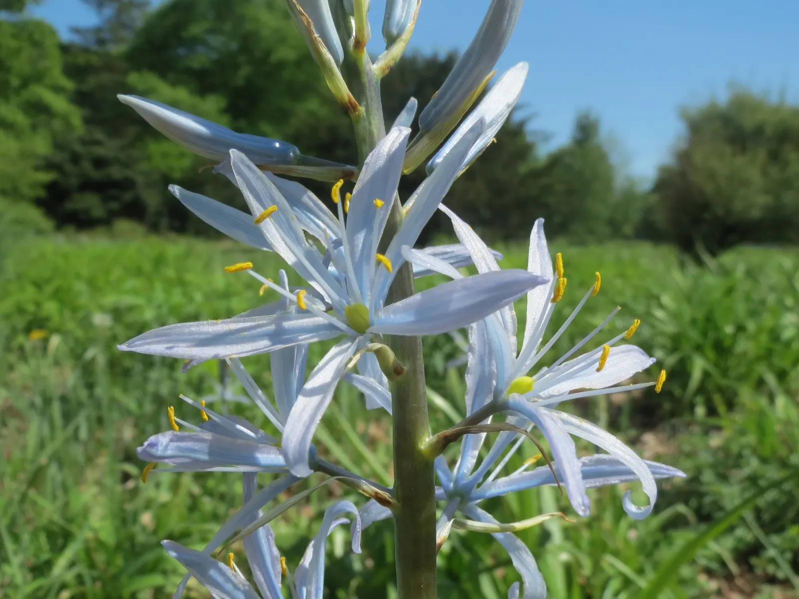 Cusick Camass (Camassia Cusickii) — Typically reaching 2‚Äì3 feet in height; cusick's Camass (Camassia cusickii) is a striking perennial