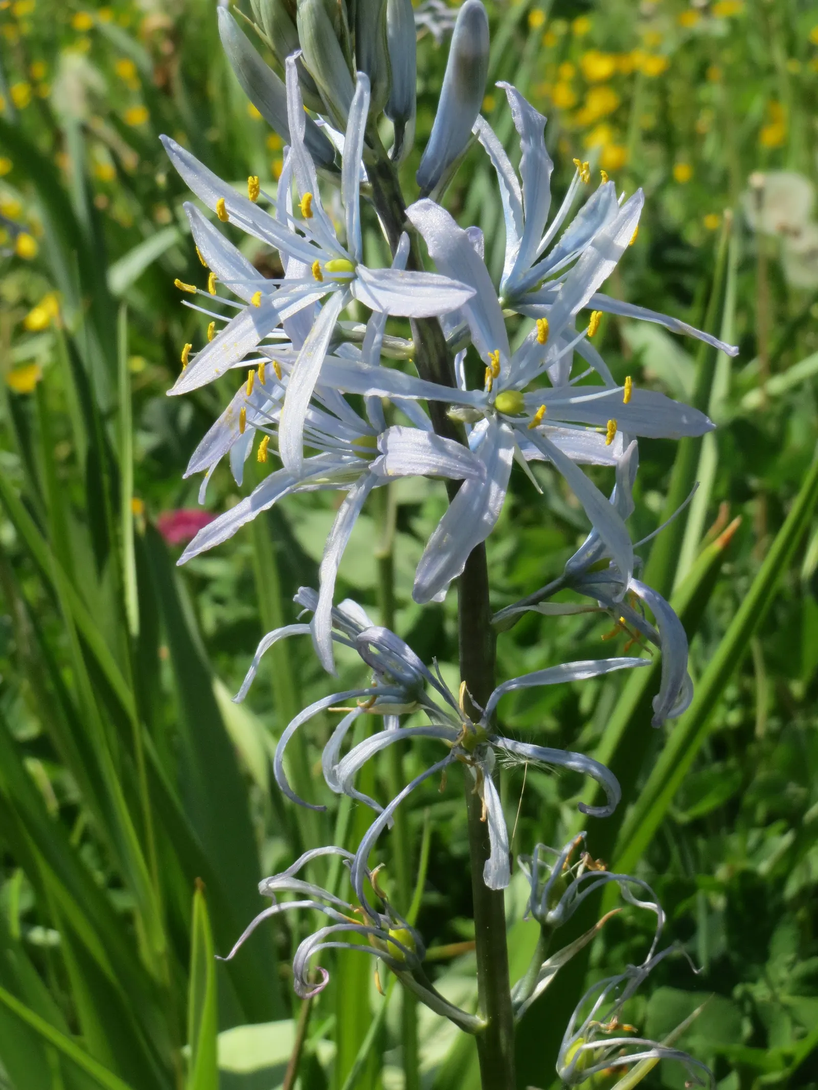Cusick Camass (Camassia Cusickii) — making it a worthwhile addition to an ecologically-minded garden
