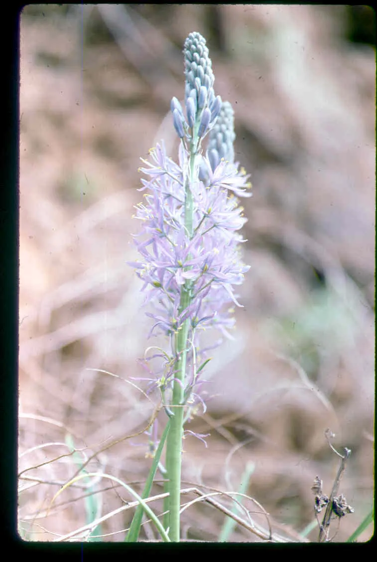 Cusick Camass (Camassia Cusickii) — Camassia cusickii prefers full sun to light shade and flourishes in moist