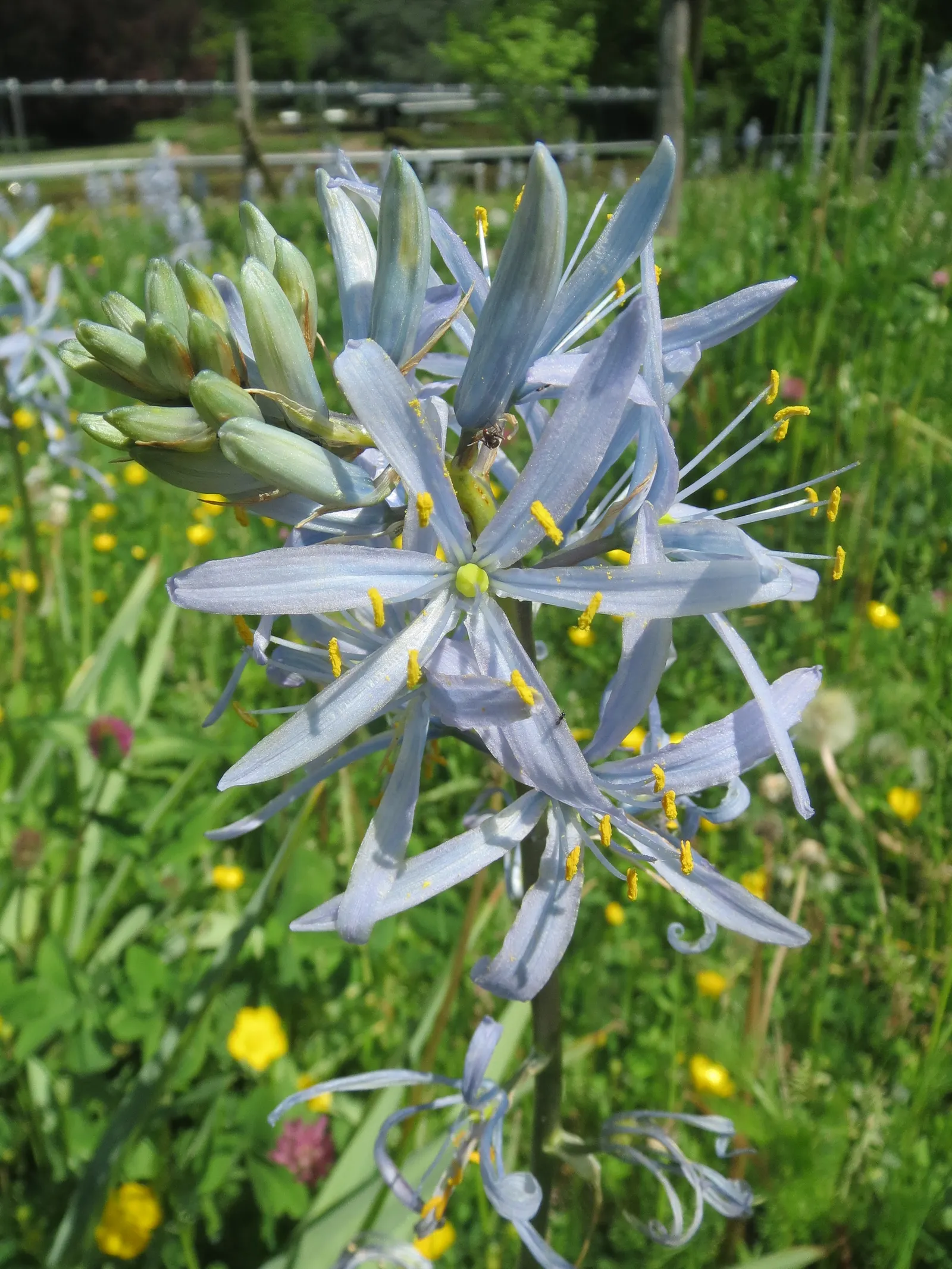 Cusick Camass (Camassia Cusickii) — Cusick's Camass (Camassia cusickii) is a striking perennial; typically reaching 2‚Äì3 feet in height