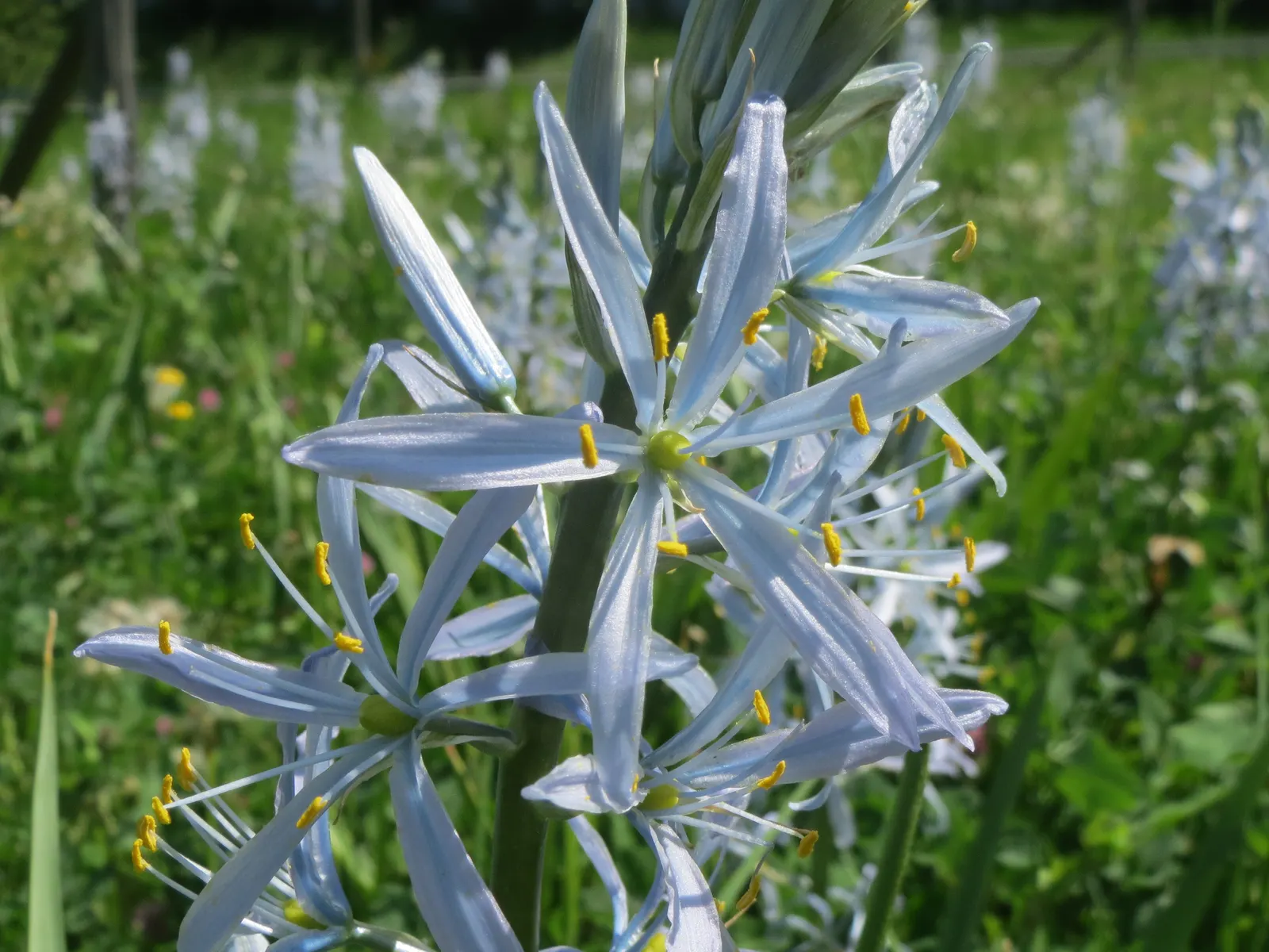 Cusick Camass (Camassia Cusickii) — bulb with blue blooms