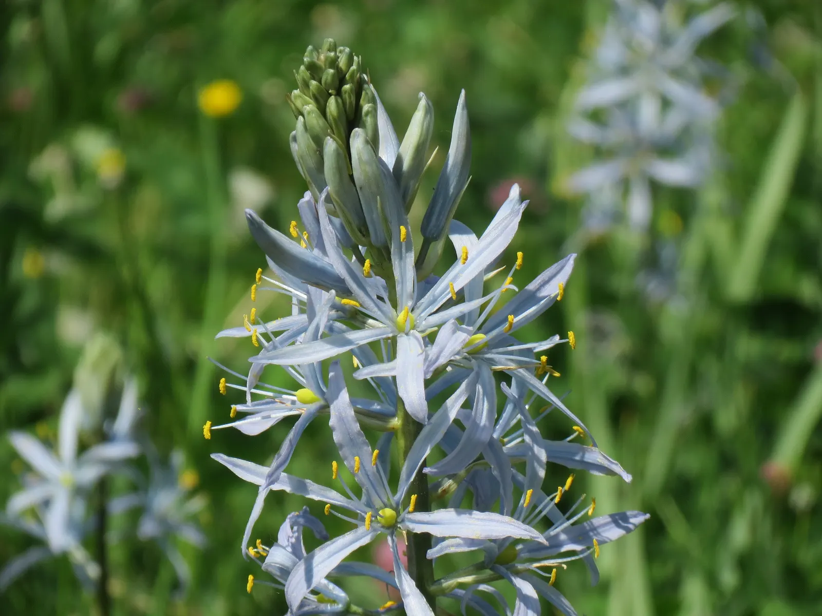 Cusick Camass (Camassia Cusickii) — Typically reaching 2‚Äì3 feet in height