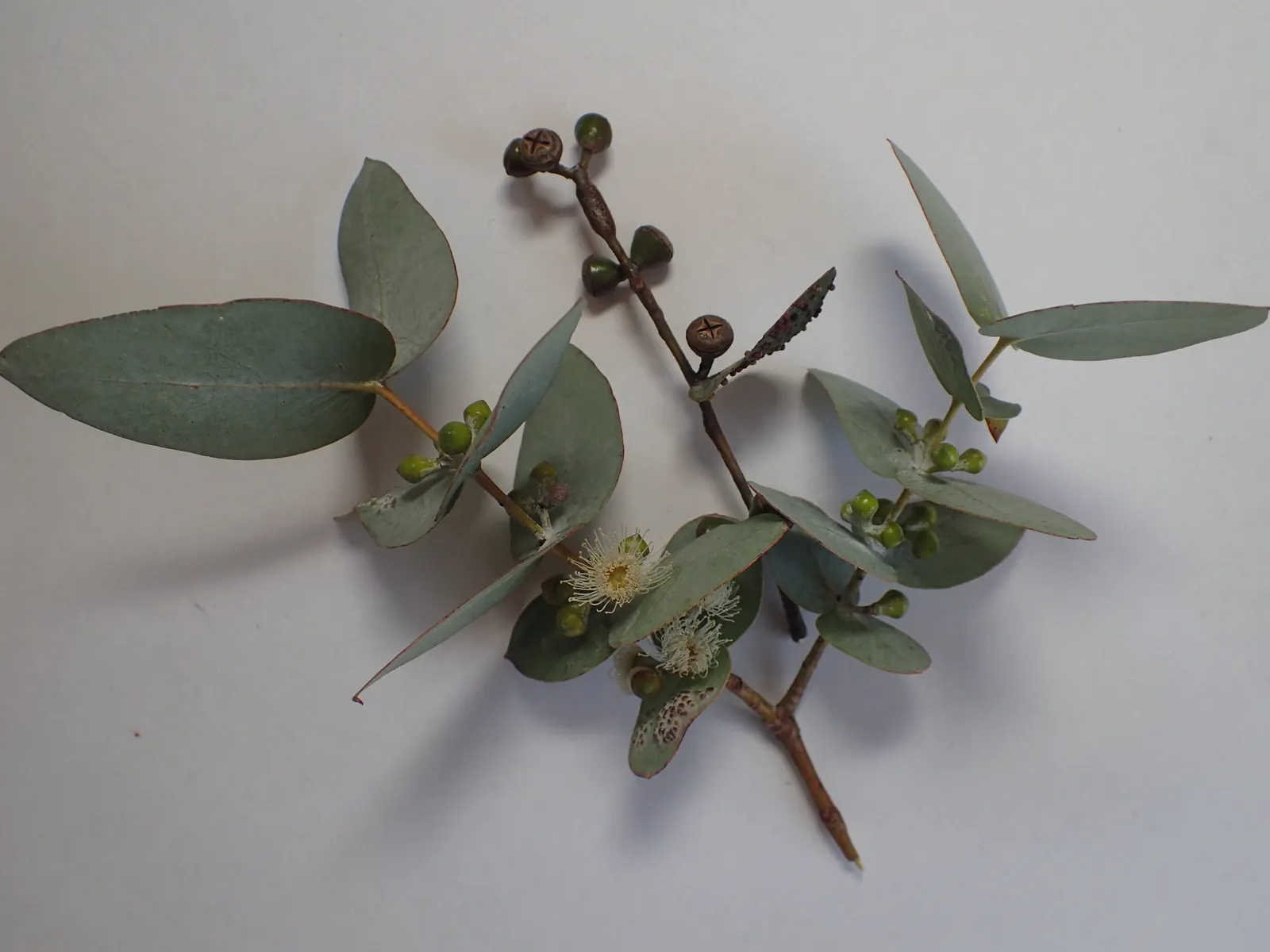 Silver Dollar Tree (Eucalyptus Cinerea) — scientifically known as Eucalyptus cinerea; but it also emits a pleasant