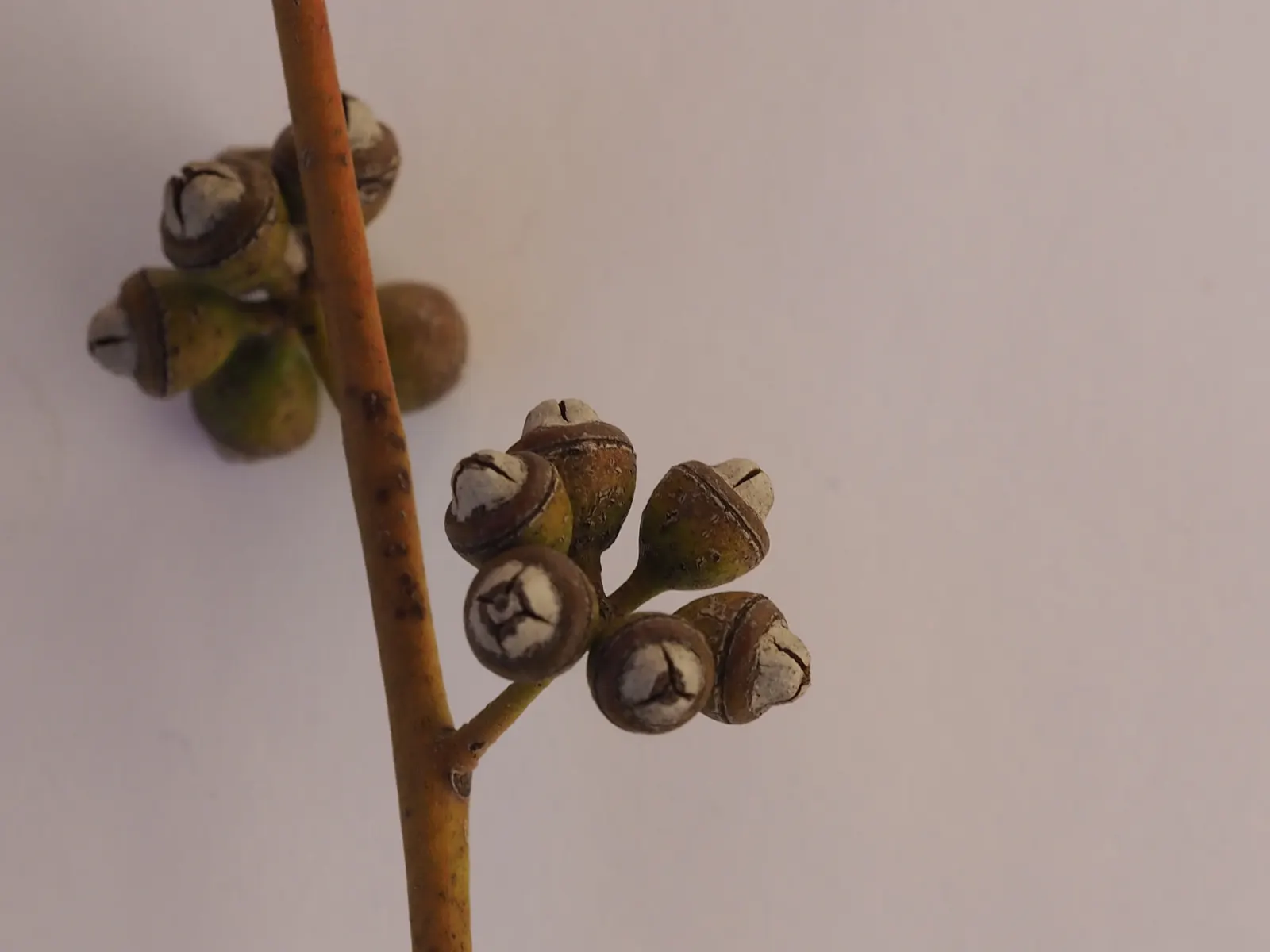 Silver Dollar Tree (Eucalyptus Cinerea) — Plus, the foliage is a favorite for floral arrangements and crafts, adding to its versatility in, image 48