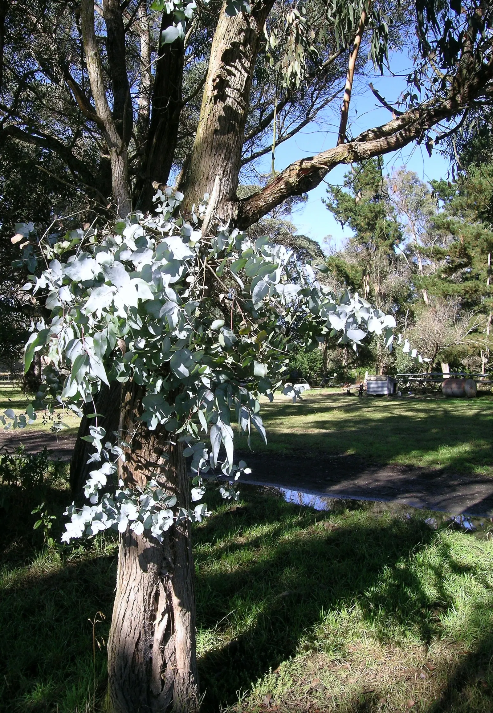 Silver Dollar Tree (Eucalyptus Cinerea) — Adaptable and fast-growing, it thrives in full sun and well-draining soil; which is ideal for xeriscaping