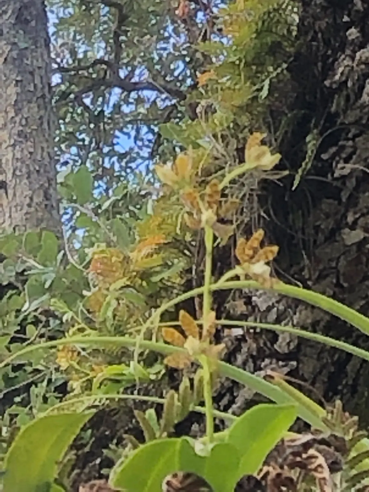 Silver Dollar Tree (Eucalyptus Cinerea) — white flowers in the garden